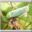 Cicadella viridis - Zwergzikade 03.jpg